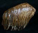 Partial M Mammoth Molar From North Sea #4246-3